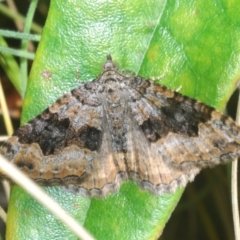 Chrysolarentia rhynchota (Rhynchota Carpet) at Tennent, ACT - 7 Dec 2022 by Harrisi