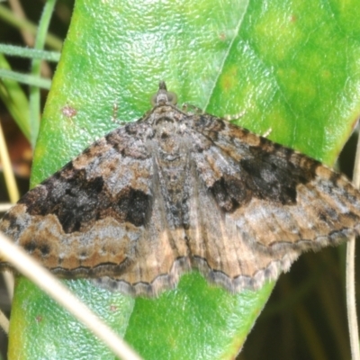 Chrysolarentia rhynchota (Rhynchota Carpet) at Tennent, ACT - 7 Dec 2022 by Harrisi