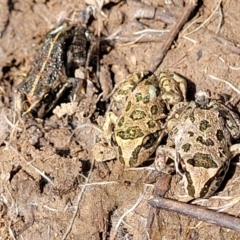 Limnodynastes tasmaniensis at Fraser, ACT - 8 Dec 2022