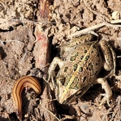 Limnodynastes tasmaniensis at Fraser, ACT - 8 Dec 2022