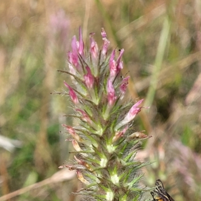 Trifolium angustifolium (Narrowleaf Clover) at Dunlop Grasslands - 8 Dec 2022 by trevorpreston