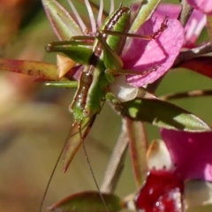 Conocephalus semivittatus (Meadow katydid) at Braemar, NSW - 5 Dec 2022 by Curiosity