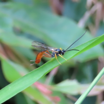 Heteropelma scaposum (Two-toned caterpillar parasite wasp) at Kambah, ACT - 8 Dec 2022 by MatthewFrawley