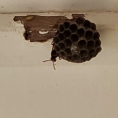 Polistes (Polistella) humilis (Common Paper Wasp) at Isaacs, ACT - 9 Dec 2022 by Mike