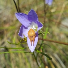 Araneinae (subfamily) (Orb weaver) at Acton, ACT - 6 Dec 2022 by darrenw