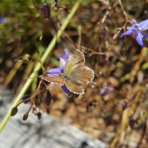 Neolucia agricola at Acton, ACT - 8 Dec 2022 11:59 AM