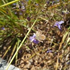 Neolucia agricola at Acton, ACT - 8 Dec 2022