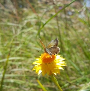 Neolucia agricola at Acton, ACT - 8 Dec 2022 11:59 AM