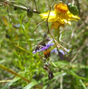 Lasioglossum (Chilalictus) sp. (genus & subgenus) at Acton, ACT - 8 Dec 2022 11:41 AM