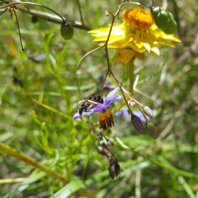 Lasioglossum (Chilalictus) sp. (genus & subgenus) (Halictid bee) at Acton, ACT - 8 Dec 2022 by darrenw