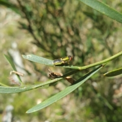 Odontomyia decipiens (Green Soldier Fly) at Acton, ACT - 8 Dec 2022 by darrenw