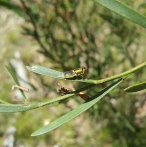 Odontomyia decipiens at Acton, ACT - 8 Dec 2022 11:20 AM