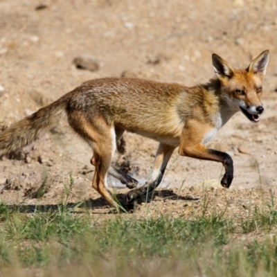 Vulpes vulpes (Red Fox) at Taylor, ACT - 8 Dec 2022 by pjpiper