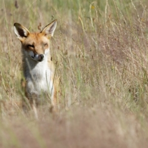 Vulpes vulpes at Taylor, ACT - 8 Dec 2022 05:18 PM