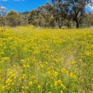 Hypericum perforatum at Mount Mugga Mugga - 9 Dec 2022