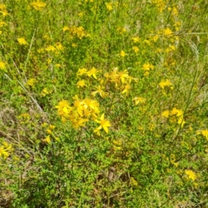 Hypericum perforatum at Mount Mugga Mugga - 9 Dec 2022