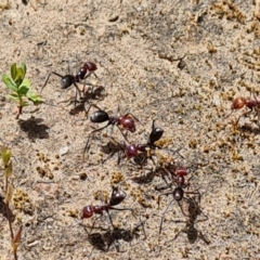 Iridomyrmex purpureus (Meat Ant) at O'Malley, ACT - 9 Dec 2022 by Mike