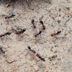 Iridomyrmex purpureus at O'Malley, ACT - 9 Dec 2022