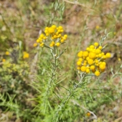 Chrysocephalum semipapposum (Clustered Everlasting) at O'Malley, ACT - 9 Dec 2022 by Mike