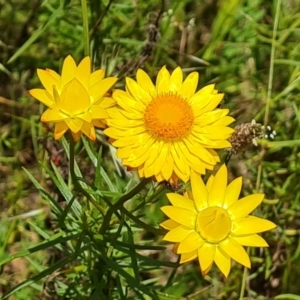 Xerochrysum viscosum at O'Malley, ACT - 9 Dec 2022