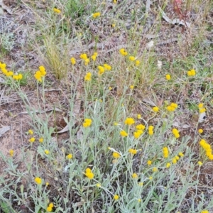 Chrysocephalum apiculatum at O'Malley, ACT - 9 Dec 2022