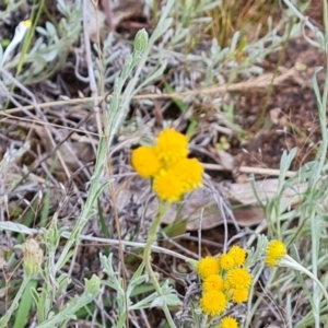 Chrysocephalum apiculatum at O'Malley, ACT - 9 Dec 2022