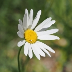 Leucanthemum vulgare (Ox-eye Daisy) at Curtin, ACT - 8 Dec 2022 by RAllen