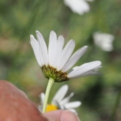 Leucanthemum vulgare at Curtin, ACT - 8 Dec 2022