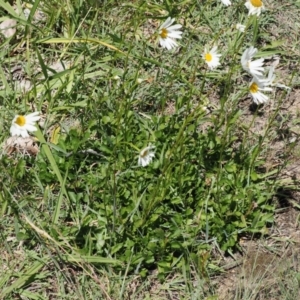 Leucanthemum vulgare at Curtin, ACT - 8 Dec 2022