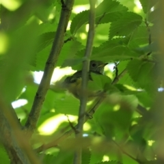 Acanthiza pusilla (Brown Thornbill) at Curtin, ACT - 8 Dec 2022 by RAllen