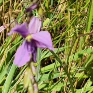 Arthropodium fimbriatum at O'Malley, ACT - 9 Dec 2022