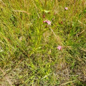 Centaurium erythraea at O'Malley, ACT - 9 Dec 2022