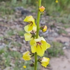 Verbascum virgatum (Green Mullein) at O'Malley, ACT - 9 Dec 2022 by Mike