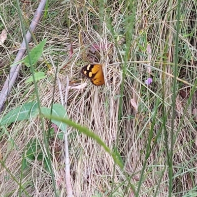 Heteronympha merope (Common Brown Butterfly) at Paddys River, ACT - 9 Dec 2022 by GirtsO