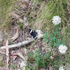 Phalaenoides glycinae (Grapevine Moth) at Tidbinbilla Nature Reserve - 9 Dec 2022 by GirtsO