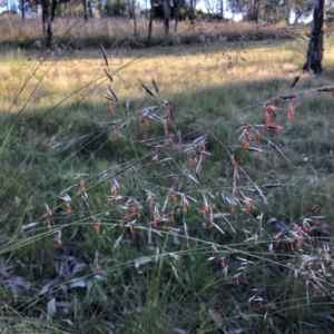 Rytidosperma pallidum at Bruce, ACT - 4 Dec 2022