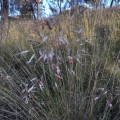 Rytidosperma pallidum (Red-anther Wallaby Grass) at Bruce, ACT - 3 Dec 2022 by jgiacon