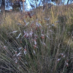 Rytidosperma pallidum at Bruce, ACT - 4 Dec 2022