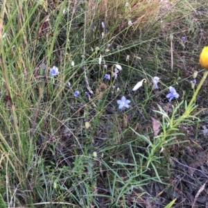 Wahlenbergia sp. at Bruce, ACT - 4 Dec 2022 06:49 AM