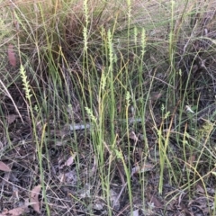 Microtis sp. (Onion Orchid) at Gossan Hill - 3 Dec 2022 by jgiacon