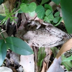 Litoria peronii (Peron's Tree Frog, Emerald Spotted Tree Frog) at Long Beach, NSW - 9 Dec 2022 by HelenJ