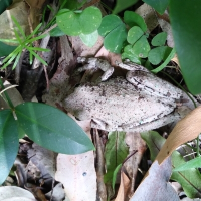 Litoria peronii (Peron's Tree Frog, Emerald Spotted Tree Frog) at Long Beach, NSW - 9 Dec 2022 by HelenJ