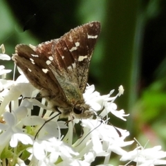 Pasma tasmanica (Two-spotted Grass-skipper) at Crooked Corner, NSW - 6 Dec 2022 by Milly