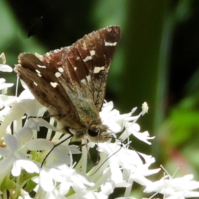 Pasma tasmanica (Two-spotted Grass-skipper) at Crooked Corner, NSW - 6 Dec 2022 by Milly