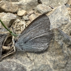 Candalides heathi (Rayed Blue) at Cotter River, ACT - 9 Dec 2022 by Pirom