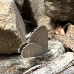 Zizina otis (Common Grass-Blue) at Cotter River, ACT - 9 Dec 2022 by Pirom