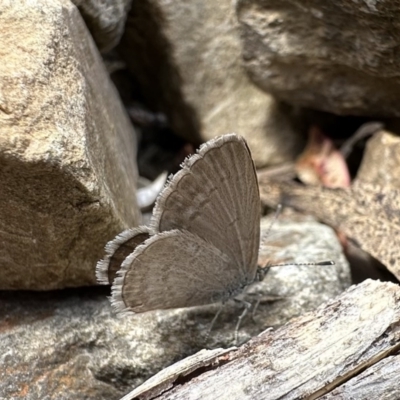 Zizina otis (Common Grass-Blue) at Cotter River, ACT - 9 Dec 2022 by Pirom