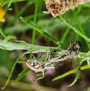 Oxyopes sp. (genus) at O'Malley, ACT - 9 Dec 2022