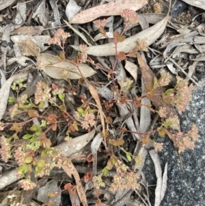 Polycarpon tetraphyllum at Higgins, ACT - 9 Dec 2022 06:24 PM