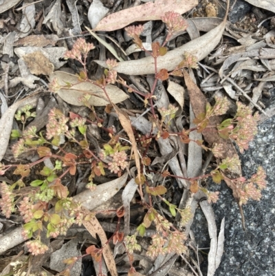 Polycarpon tetraphyllum (Four-leaf Allseed) at Higgins, ACT - 9 Dec 2022 by MattM